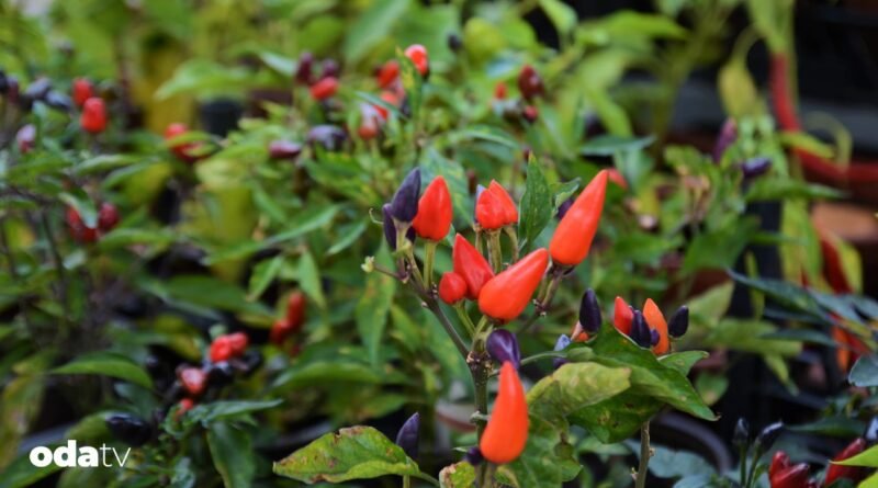 Balkon tarımının şimdi tam zamanı I Balkon tarımı nasıl yapılır