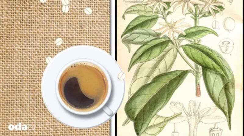 Kahve dünyasında devrim I Unutulmuş bir kahve türü, geleceğin kahve üretimini kurtarabilir