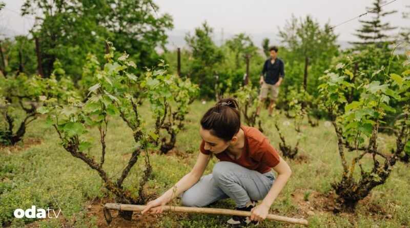 Küresel ısınma şarabın tadını kaçırıyor I Küresel ısınma şarabın tadını değiştiriyor