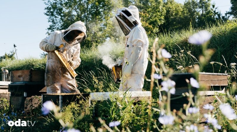 Şehir yaşamı arıları zehirliyor - Son Dakika GastrOda Haberleri