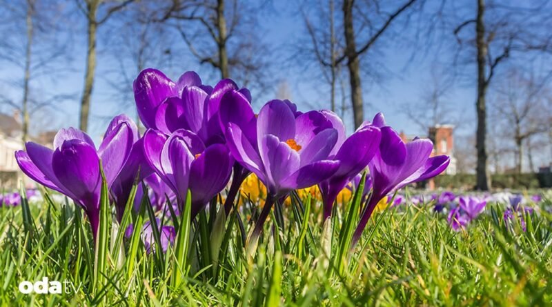 Anadolu’nun yenilebilir otları - Son Dakika GastrOda Haberleri