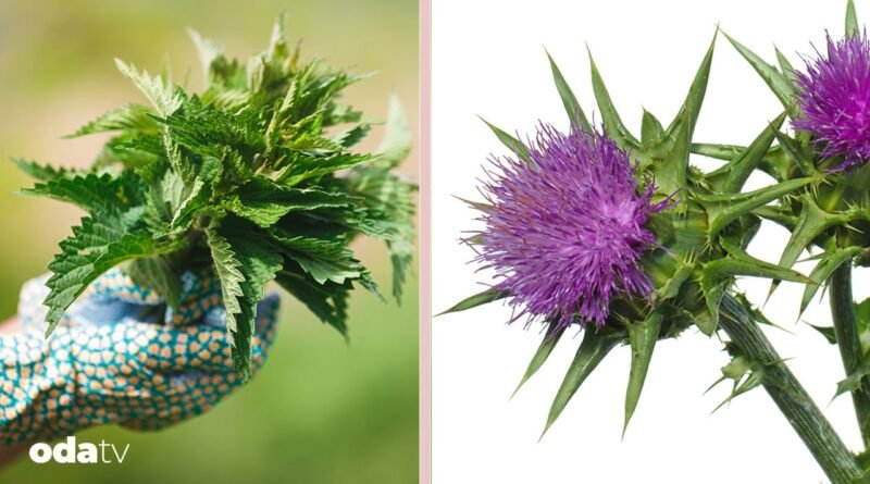 Türkiye'nin yabani otları: Yenilebilir ve şifa verici doğal bitkiler