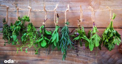 Dünyanın tabağındaki otlar: Tayland'dan İsveç'e 7 ülke, 7 efsane lezzet I Dünyanın favori aromatik otları