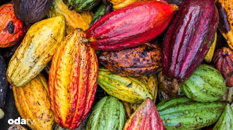 Kakao hakkında 10 ilginç gerçek
