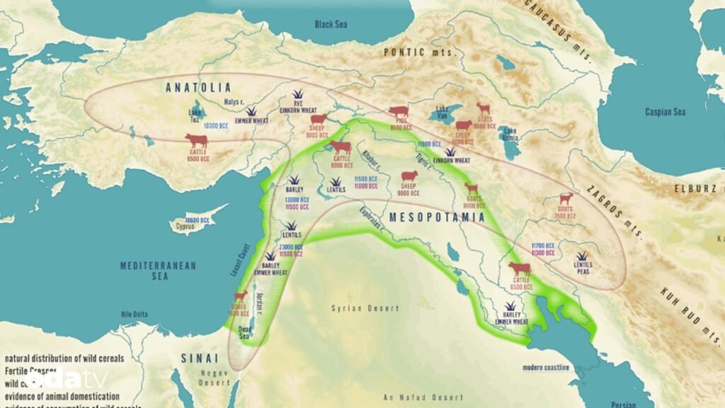 Tahıl uygarlığı nerede başladı I İlk tahıl nerede ekildi