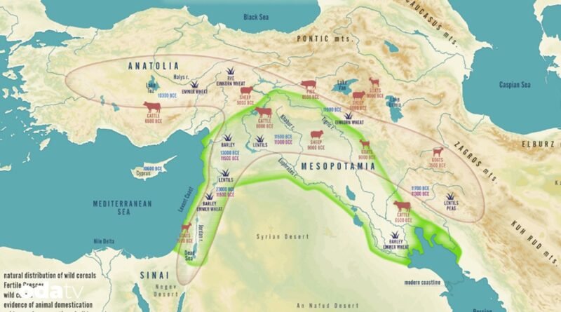 Tahıl uygarlığı nerede başladı I İlk tahıl nerede ekildi