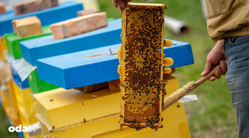 Arılar aç kalırsa, dünya da aç kalır