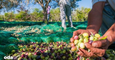 Doğa olayları ve politikanın gölgesinde zeytin hasatı başladı