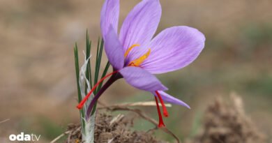 Karabük'te 9. Safran Festivali etkinliklerle devam ediyor
