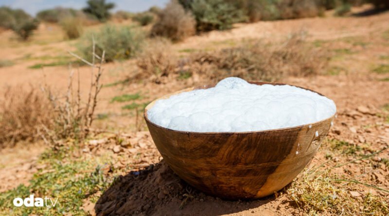 Somali'de deve sütü üretimi artırılıyor