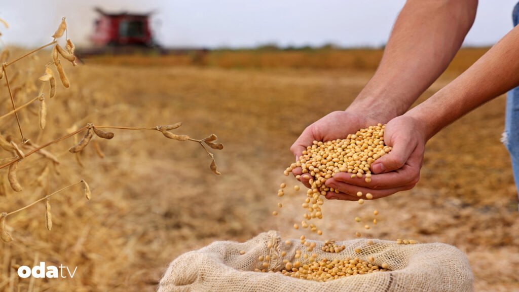 Soya sosu zararlı mı I Soya sosu ve ormansızlaşma ilişkisi I Slow Food'un soya bitkisine bakışı