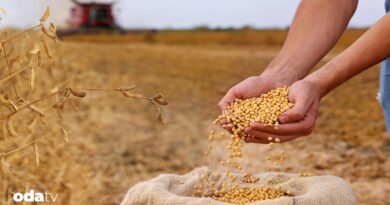 Soya sosu zararlı mı I Soya sosu ve ormansızlaşma ilişkisi I Slow Food'un soya bitkisine bakışı