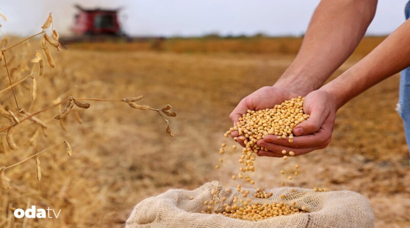 Soya sosu zararlı mı I Soya sosu ve ormansızlaşma ilişkisi I Slow Food'un soya bitkisine bakışı