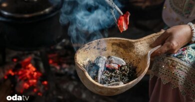 Dünyanın en eski ağaçları, en lüks çayları üretiyor