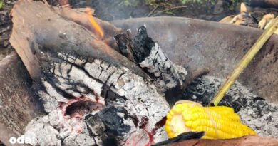 Odun külüyle mısır pişirme geleneği I Mısır odun külüyle neden pişirilir I Odun külü nasıl elde edilir