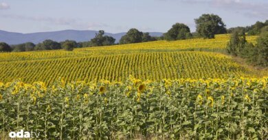 Tekirdağ'dan coğrafi işaret hamlesi - Son Dakika GastrOda Haberleri