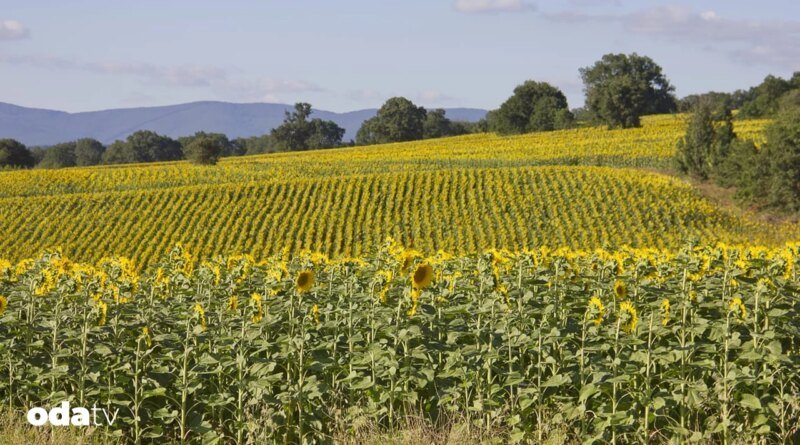 Tekirdağ'dan coğrafi işaret hamlesi - Son Dakika GastrOda Haberleri