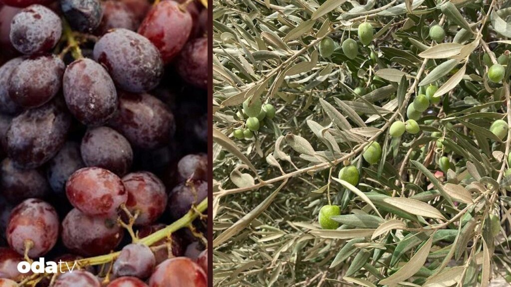 Tunç ve demir çağında orta doğuda tarım