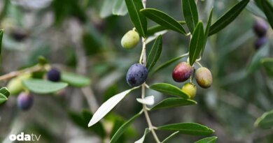 Bugün Dünya Zeytin Ağacı Günü