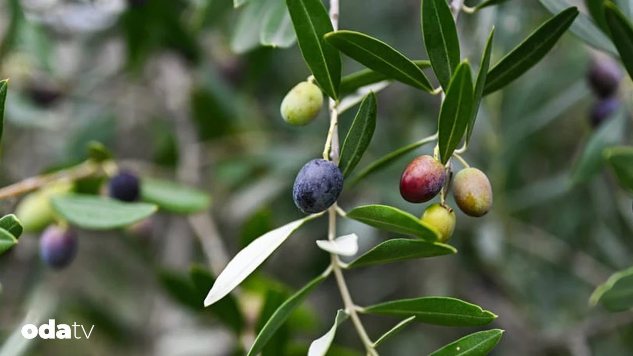 Bugün Dünya Zeytin Ağacı Günü