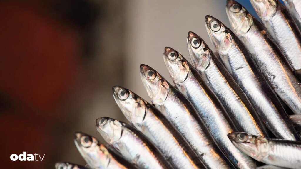 Hamsinin dünyadaki hikayesi I Hamsi kültürü