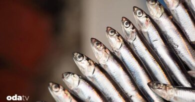 Hamsinin dünyadaki hikayesi I Hamsi kültürü