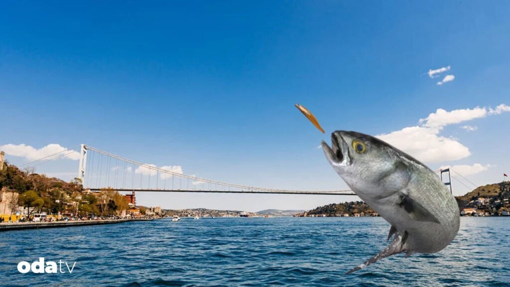 İstanbul ve lüfer neden özleşmiştir