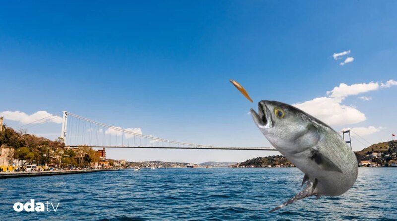 İstanbul ve lüfer neden özleşmiştir