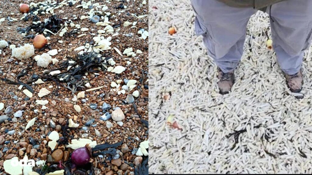 Endüstriyel gıdanın kıyıya vuran yüzü I Endüstriyel gıdanın sorunları