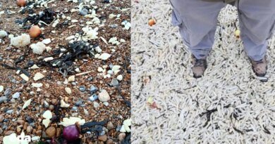 Endüstriyel gıdanın kıyıya vuran yüzü I Endüstriyel gıdanın sorunları