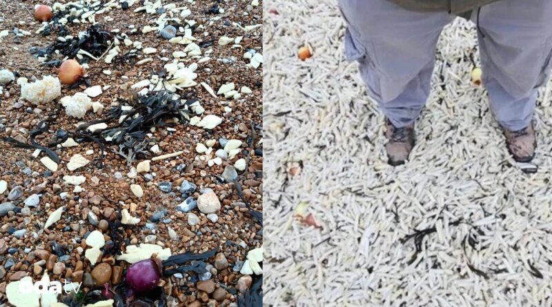 Endüstriyel gıdanın kıyıya vuran yüzü I Endüstriyel gıdanın sorunları