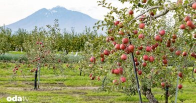 Japonya’nın elma takıntısı - Son Dakika GastrOda Haberleri