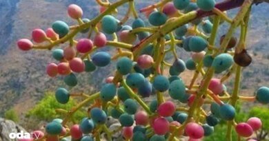 Menengiç nedir I Menengiç nasıl pişirilir I Tarihte menengiç