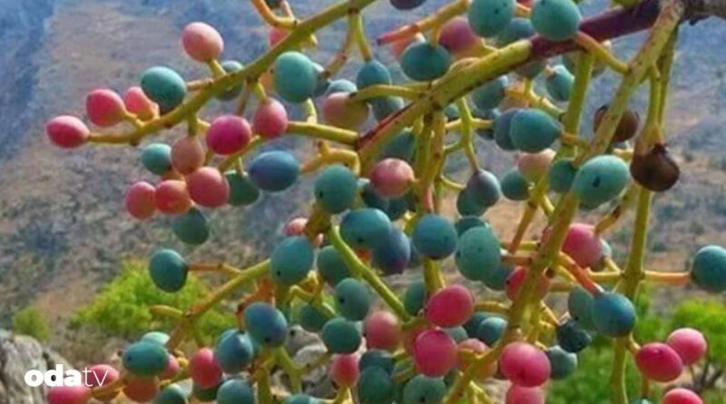 Menengiç nedir I Menengiç nasıl pişirilir I Tarihte menengiç