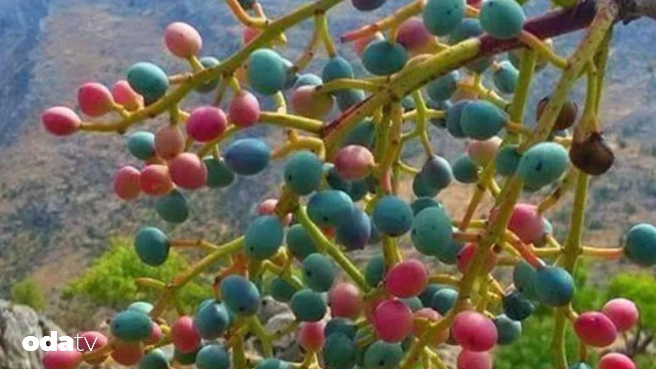 Menengiç nedir I Menengiç nasıl pişirilir I Tarihte menengiç