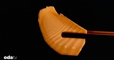 Bambu filizi yenir mi I Bambu filizi zehirli mi