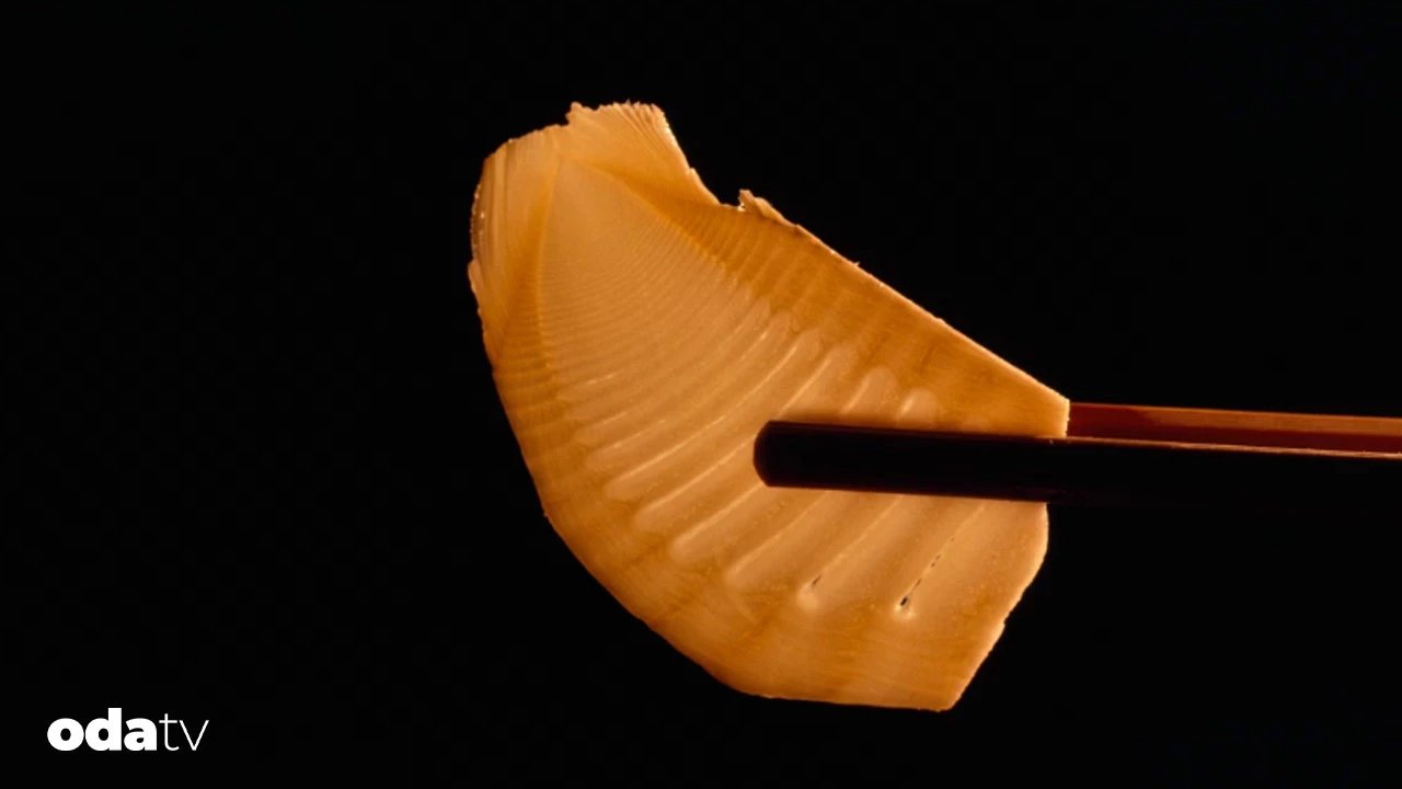 Bambu filizi yenir mi I Bambu filizi zehirli mi