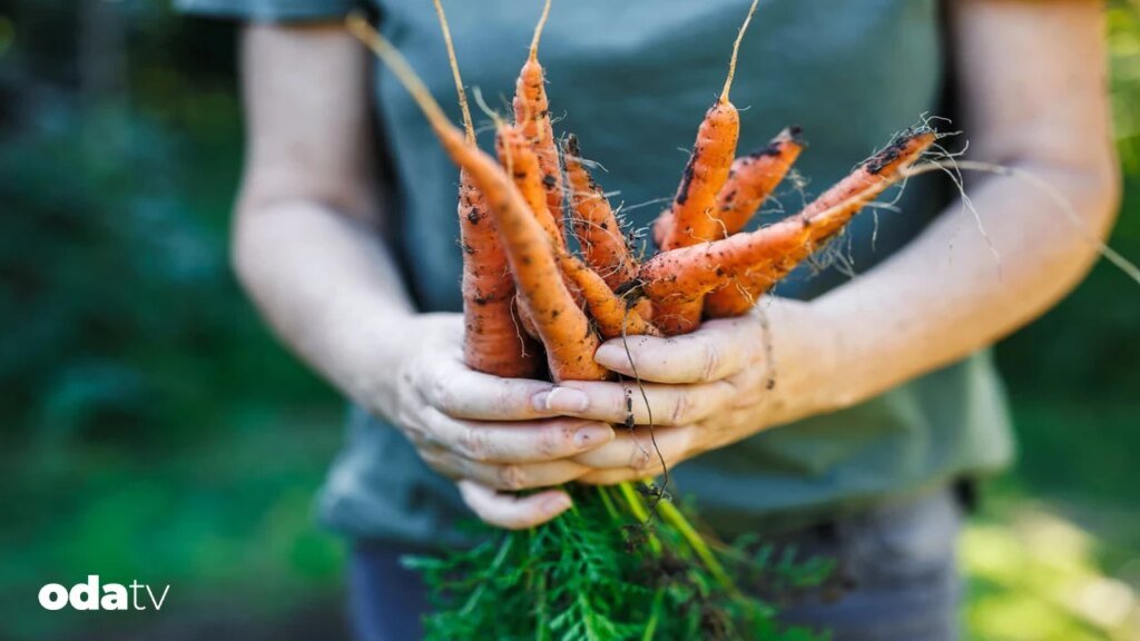 Havuç nasıl güce, göze ve devlete dönüştü