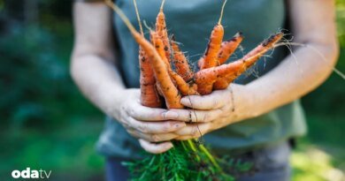 Havuç nasıl güce, göze ve devlete dönüştü