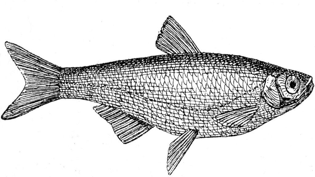 Antik “amia” aslında lüfer mi I Beş yüzyıllık yanlış; antik dünyanın “amia”sı aslında lüfer mi