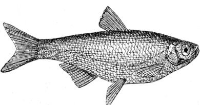 Antik “amia” aslında lüfer mi I Beş yüzyıllık yanlış; antik dünyanın “amia”sı aslında lüfer mi