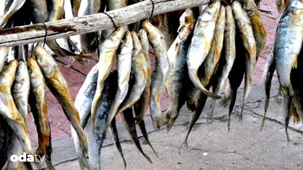 Çiroz zamanı, Boğaz’ın kayıp lezzeti