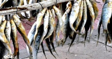 Çiroz zamanı, Boğaz’ın kayıp lezzeti