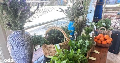 Ege’nin yabani ot çeşitleri - Son Dakika GastrOda Haberleri