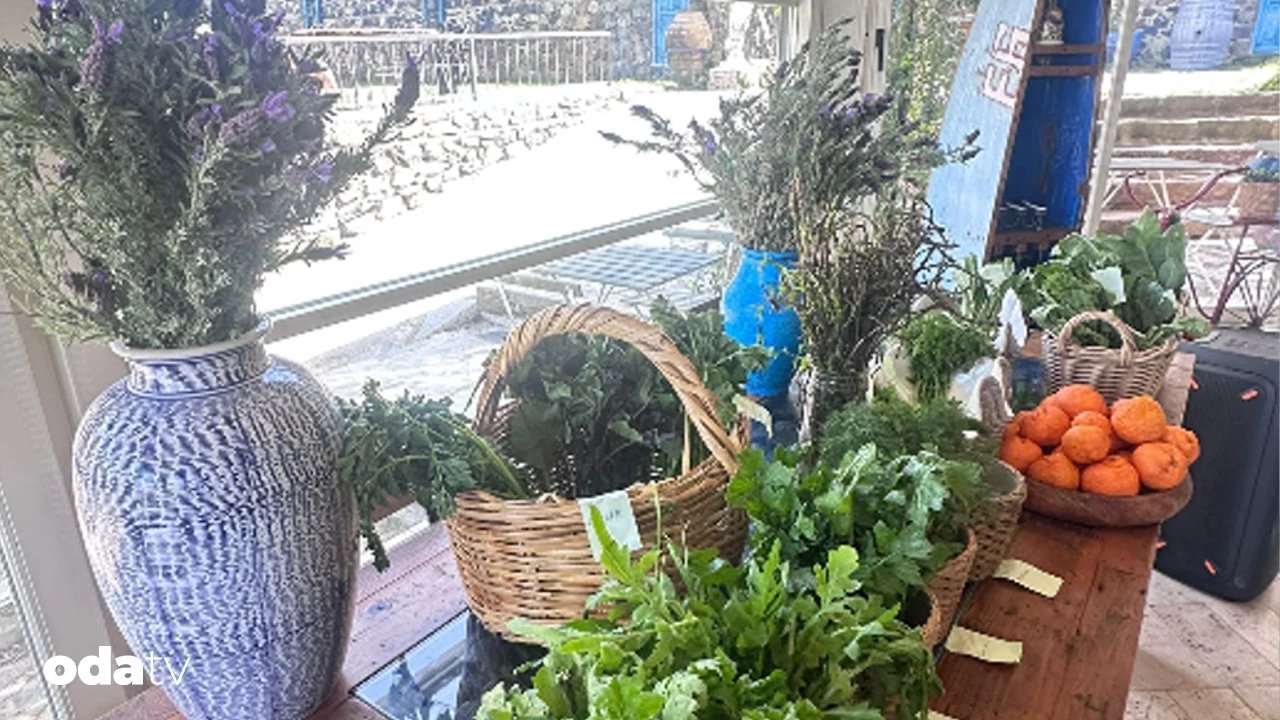 Ege’nin yabani ot çeşitleri – Son Dakika GastrOda Haberleri