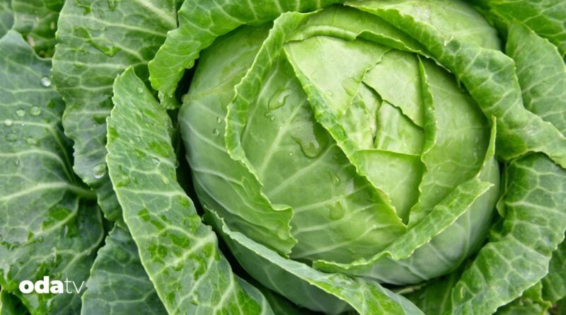 Lahananın faydaları - Son Dakika GastrOda Haberleri