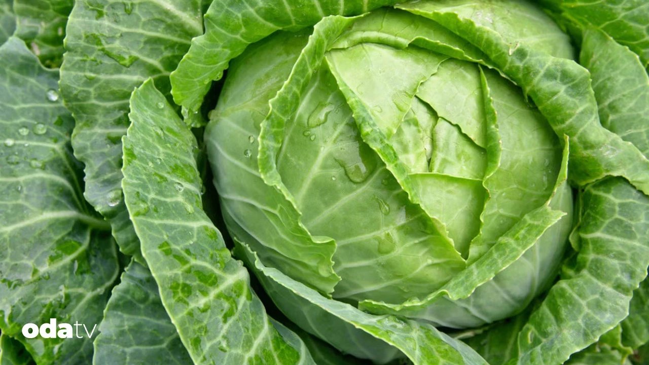 Lahananın faydaları – Son Dakika GastrOda Haberleri