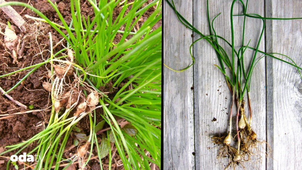 Yabani sarımsak nedir I Yabani sarımsak yenilir mi I Yabani sarımsak tarifleri