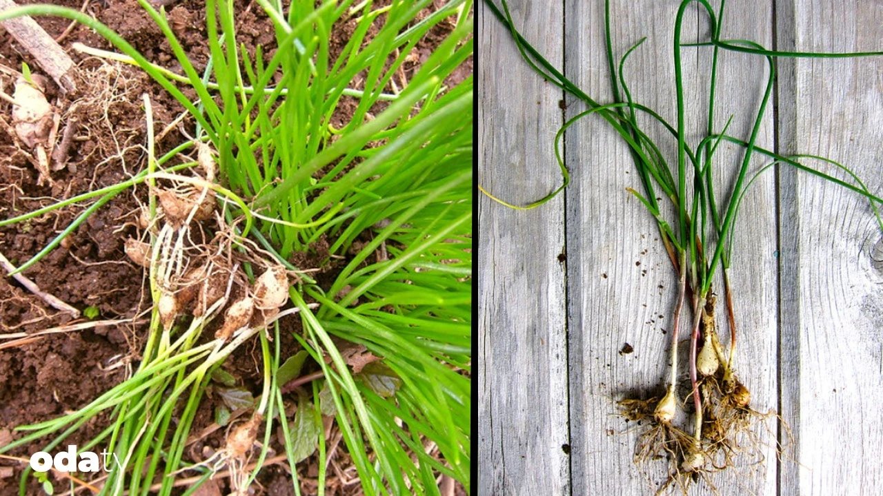 Yabani sarımsak nedir I Yabani sarımsak yenilir mi I Yabani sarımsak tarifleri