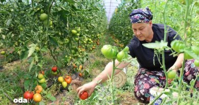 Şekilsiz domates dangalağın hasadı başladı | Kilosu 100 lira